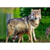Wolf and Cub & Sled Dogs - 2 different 3D Magnets Popular Combo for Savings MAGNET 3Dstereo 