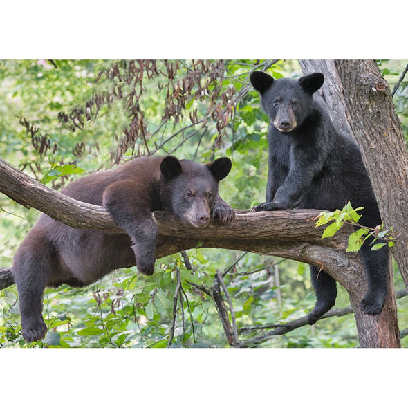Black Bear & Brazilian Bat - 2 different 3D Magnets Popular Combo for Savings MAGNET 3Dstereo 