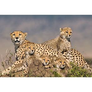 Cheetah Mother and Cubs - 3D Magnet for Refrigerator, Whiteboard, Locker MAGNET 3dstereo 