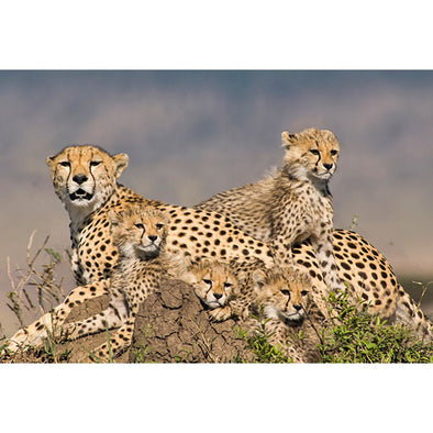 Cheetah Mother and Cubs - 3D Magnet for Refrigerator, Whiteboard, Locker MAGNET 3dstereo 