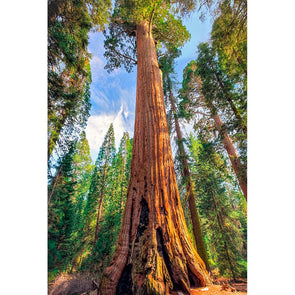 Sequoia National Park - 3D Magnet for Refrigerator, Whiteboard, Locker MAGNET 3dstereo 