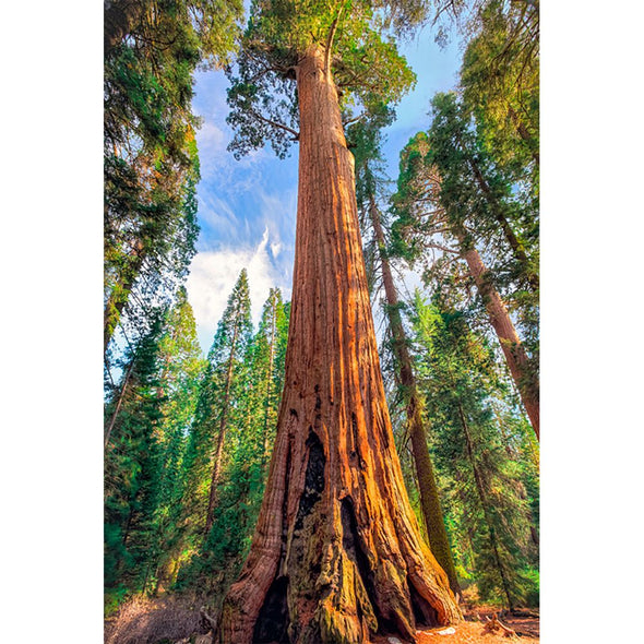 Sequoia National Park - 3D Magnet for Refrigerator, Whiteboard, Locker MAGNET 3dstereo 