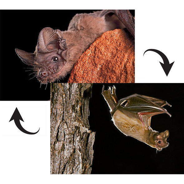 Black Bear & Brazilian Bat - 2 different 3D Magnets Popular Combo for Savings MAGNET 3Dstereo 