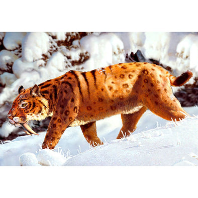 Smilodon - 3D Magnet for Refrigerator, Whiteboard, Locker MAGNET 3dstereo 