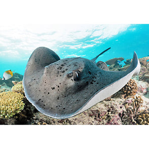 Stingray - 3D Magnet for Refrigerator, Whiteboard, Locker MAGNET 3dstereo 