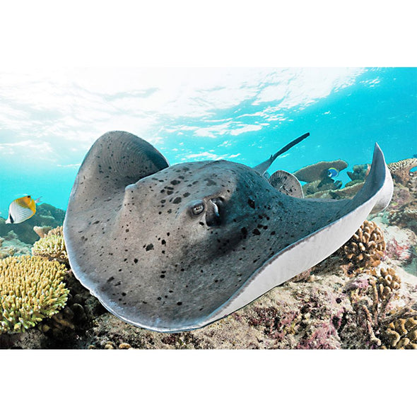 Stingray - 3D Magnet for Refrigerator, Whiteboard, Locker MAGNET 3dstereo 