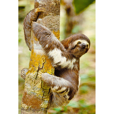 Sloth - 3D Magnet for Refrigerator, Whiteboard, Locker MAGNET 3dstereo 