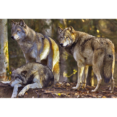 Wolf Pack - 3D Magnet for Refrigerator, Whiteboard, Locker MAGNET 3dstereo 