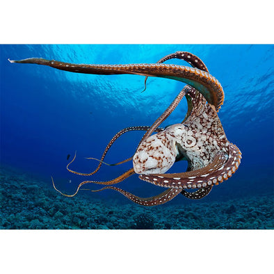 Octopus - 3D Magnet for Refrigerator, Whiteboard, Locker MAGNET 3dstereo 