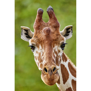 Giraffe Face - 3D Magnet for Refrigerator, Whiteboard, Locker MAGNET 3dstereo 