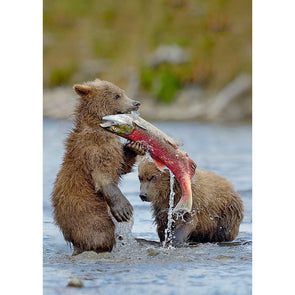 Bear Cubs Catching Salmon - 3D Magnet for Refrigerator, Whiteboard, Locker MAGNET 3dstereo 