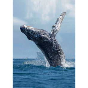 Whale Humpback Breach - 3D Magnet for Refrigerator, Whiteboard, Locker MAGNET 3dstereo 