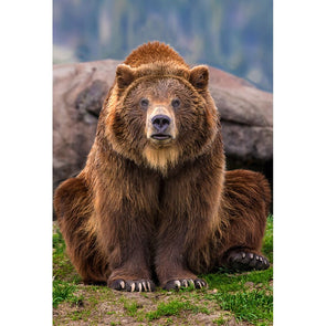 Grizzly Bear - 3D Magnet for Refrigerator, Whiteboard, Locker MAGNET 3dstereo 