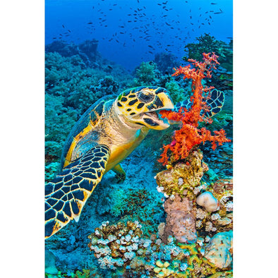 Turtle Hawksbill 2 - 3D Magnet for Refrigerator, Whiteboard, Locker MAGNET 3dstereo 