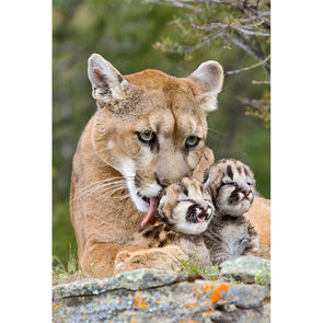Cougar Mother and Cubs - 3D Magnet for Refrigerator, Whiteboard, Locker MAGNET 3dstereo 