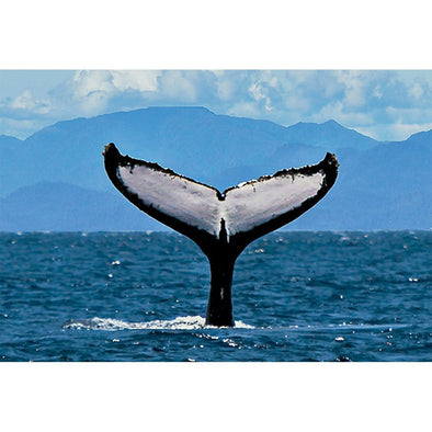 Whale Fluke - 3D Magnet for Refrigerator, Whiteboard, Locker MAGNET 3dstereo 