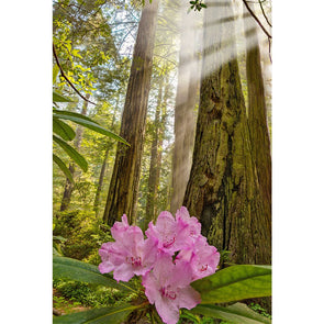 Redwood with Rhododendron - 3D Magnet for Refrigerator, Whiteboard, Locker MAGNET 3dstereo 