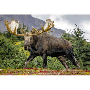 Moose Bull 2 - 3D Magnet for Refrigerator, Whiteboard, Locker MAGNET 3dstereo 