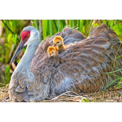 Crane Sandhills 2 - 3D Magnet for Refrigerator, Whiteboard, Locker MAGNET 3dstereo 