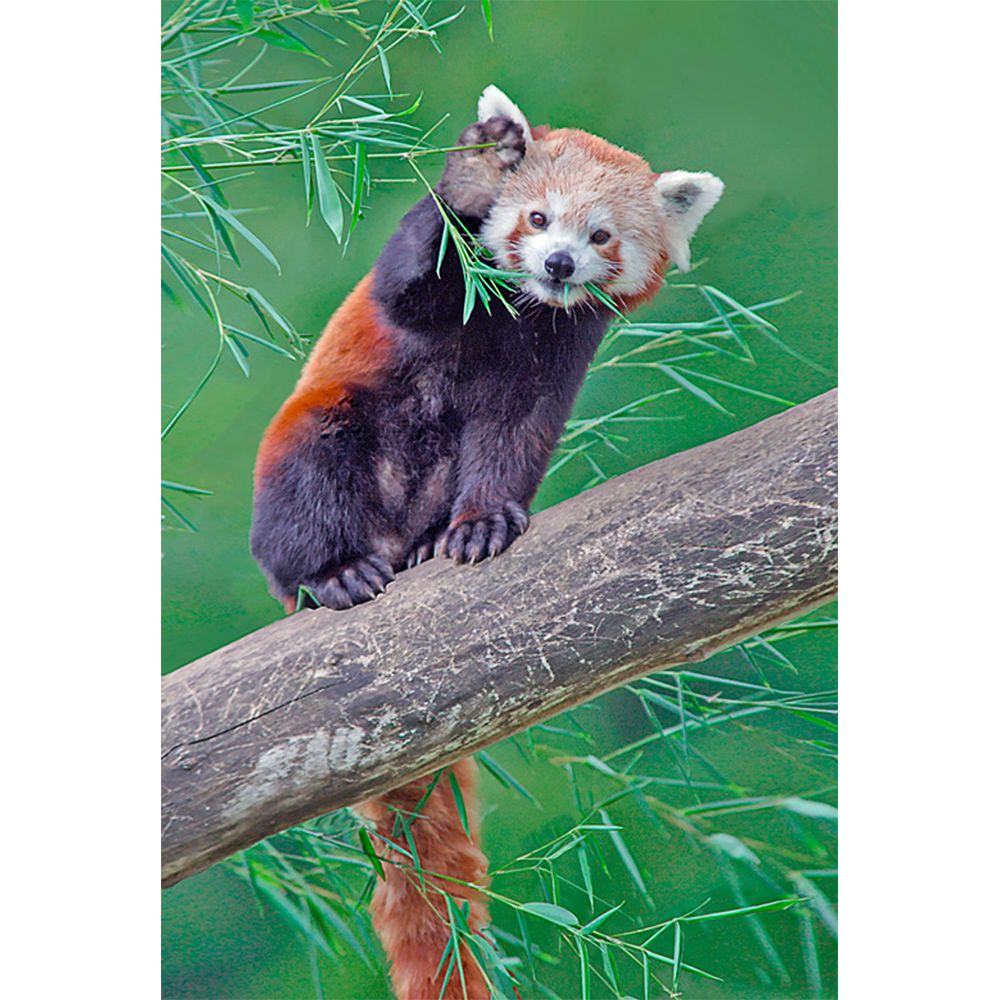 Red Panda - 3D Magnet for Refrigerator, Whiteboard, Locker – 3Dstereo.com