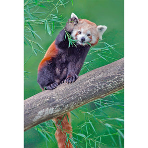 Red Panda - 3D Magnet for Refrigerator, Whiteboard, Locker MAGNET 3dstereo 