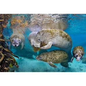 Manatees, Feeding - 3D Magnet for Refrigerator, Whiteboard, Locker MAGNET 3dstereo 
