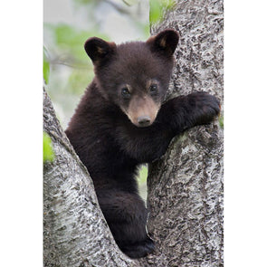 Black Bear Cub - 3D Magnet for Refrigerator, Whiteboard, Locker MAGNET 3dstereo 
