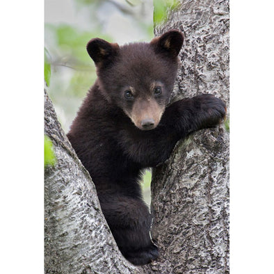 Black Bear Cub - 3D Magnet for Refrigerator, Whiteboard, Locker MAGNET 3dstereo 