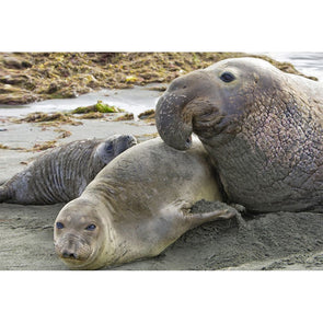 Elephant Seal - 3D Magnet for Refrigerator, Whiteboard, Locker MAGNET 3dstereo 