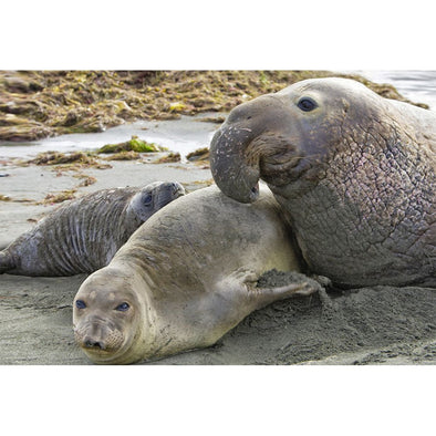 Elephant Seal - 3D Magnet for Refrigerator, Whiteboard, Locker MAGNET 3dstereo 