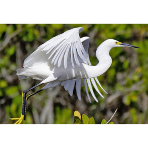 Egret Snowy - 3D Magnet for Refrigerator, Whiteboard, Locker MAGNET 3dstereo 