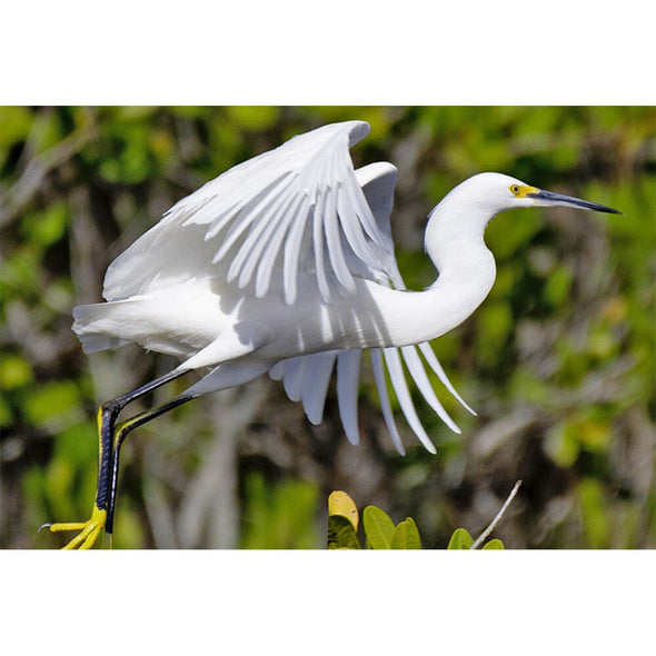 Egret Snowy - 3D Magnet for Refrigerator, Whiteboard, Locker MAGNET 3dstereo 