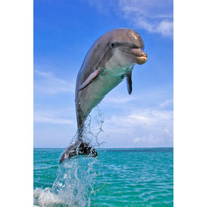 Dolphin Leaping - 3D Magnet for Refrigerator, Whiteboard, Locker MAGNET 3dstereo 