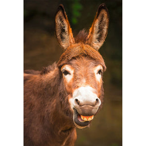 Donkey Close Up - 3D Magnet for Refrigerator, Whiteboard, Locker MAGNET 3dstereo 