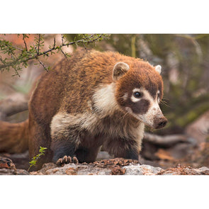 Coatimundi - 3D Magnet for Refrigerator, Whiteboard, Locker MAGNET 3dstereo 