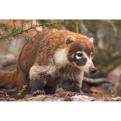 Coatimundi - 3D Magnet for Refrigerator, Whiteboard, Locker MAGNET 3dstereo 