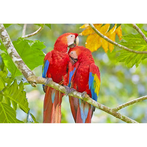 Macaw Scarlet - 3D Magnet for Refrigerator, Whiteboard, Locker MAGNET 3dstereo 