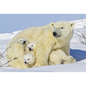 Bear Polar Mother and Cubs - 3D Magnet for Refrigerator, Whiteboard, Locker MAGNET 3dstereo 