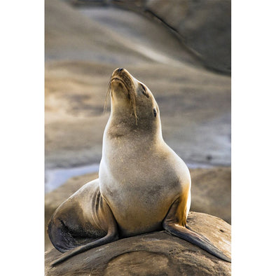 Sea Lion California 2 - 3D Magnet for Refrigerator, Whiteboard, Locker MAGNET 3dstereo 