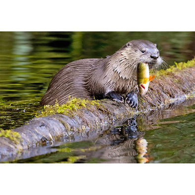 Otter River - 3D Magnet for Refrigerator, Whiteboard, Locker MAGNET 3dstereo 