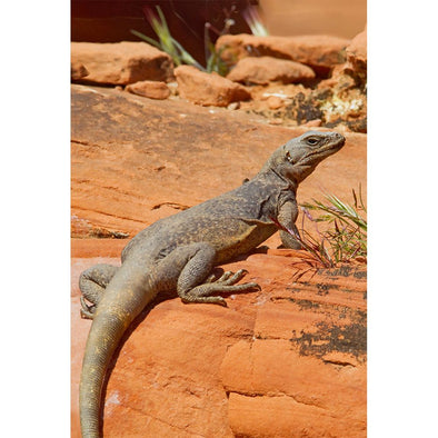 Chuckwalla - 3D Magnet for Refrigerator, Whiteboard, Locker MAGNET 3dstereo 
