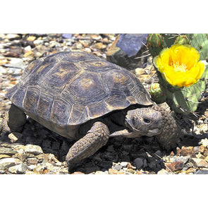 Tortoise Desert - 3D Magnet for Refrigerator, Whiteboard, Locker MAGNET 3dstereo 