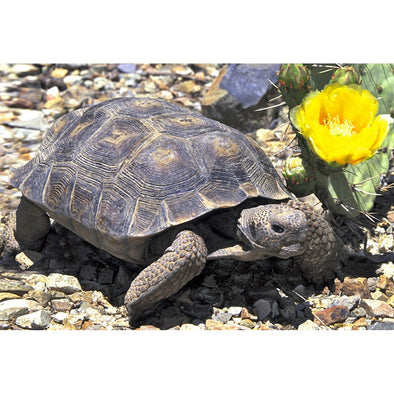 Tortoise Desert - 3D Magnet for Refrigerator, Whiteboard, Locker MAGNET 3dstereo 