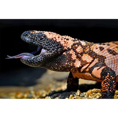 Gila Monster - 3D Magnet for Refrigerator, Whiteboard, Locker MAGNET 3dstereo 
