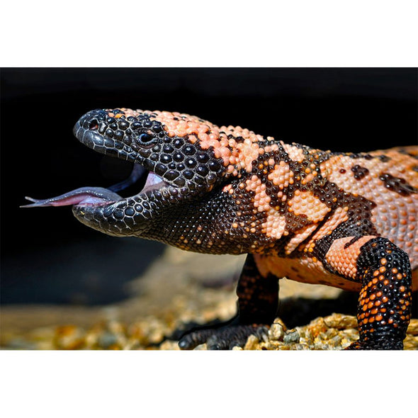 Gila Monster - 3D Magnet for Refrigerator, Whiteboard, Locker MAGNET 3dstereo 