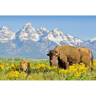 Teton Range with Bison - 3D Magnet for Refrigerator, Whiteboard, Locker MAGNET 3dstereo 