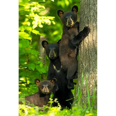 Black Bear 3 - 3D Magnet for Refrigerator, Whiteboard, Locker MAGNET 3dstereo 