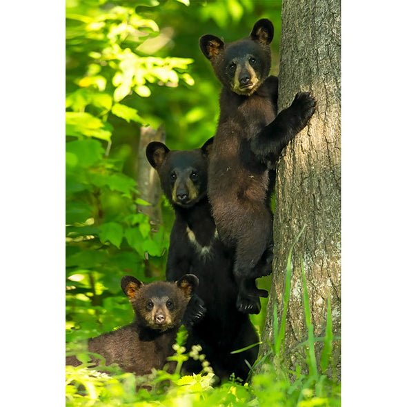 Black Bear 3 - 3D Magnet for Refrigerator, Whiteboard, Locker MAGNET 3dstereo 