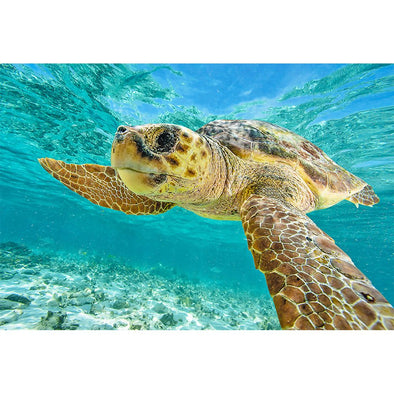 Turtle Loggerhead - 3D Magnet for Refrigerator, Whiteboard, Locker MAGNET 3dstereo 