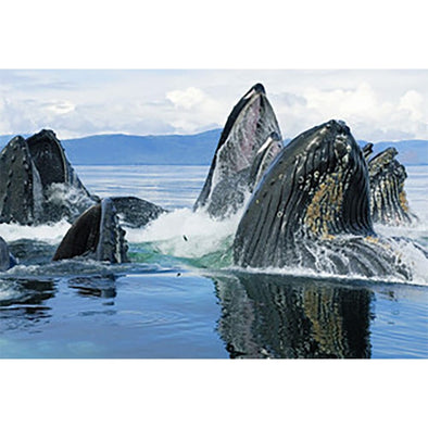 Whale Humpback Feeding - 3D Magnet for Refrigerator, Whiteboard, Locker MAGNET 3dstereo 